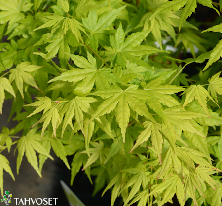 Acer palmatum 'Going Green', japaninvaahtera